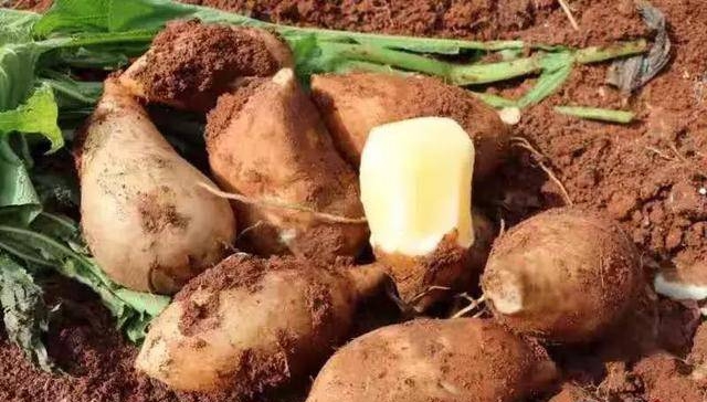 Đừng coi thường loại 