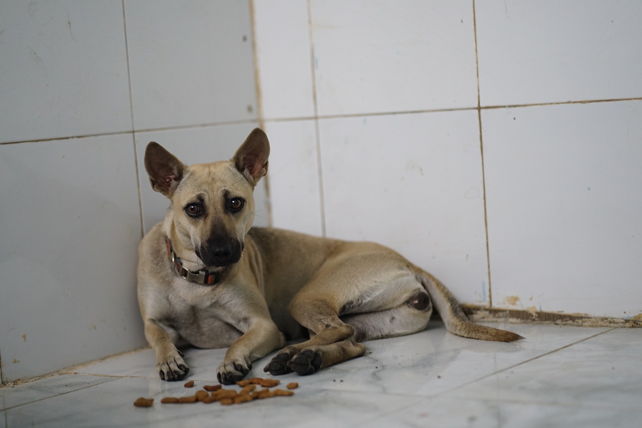 Phía sau bức ảnh người đàn ông lang thang cùng chú chó ở TP.HCM, xin việc hơn 30 công trình đều bị từ chối- Ảnh 7. Phía sau bức ảnh người đàn ông lang thang cùng chú chó ở TP.HCM, xin việc hơn 30 công trình đều bị từ chối- Ảnh 7.