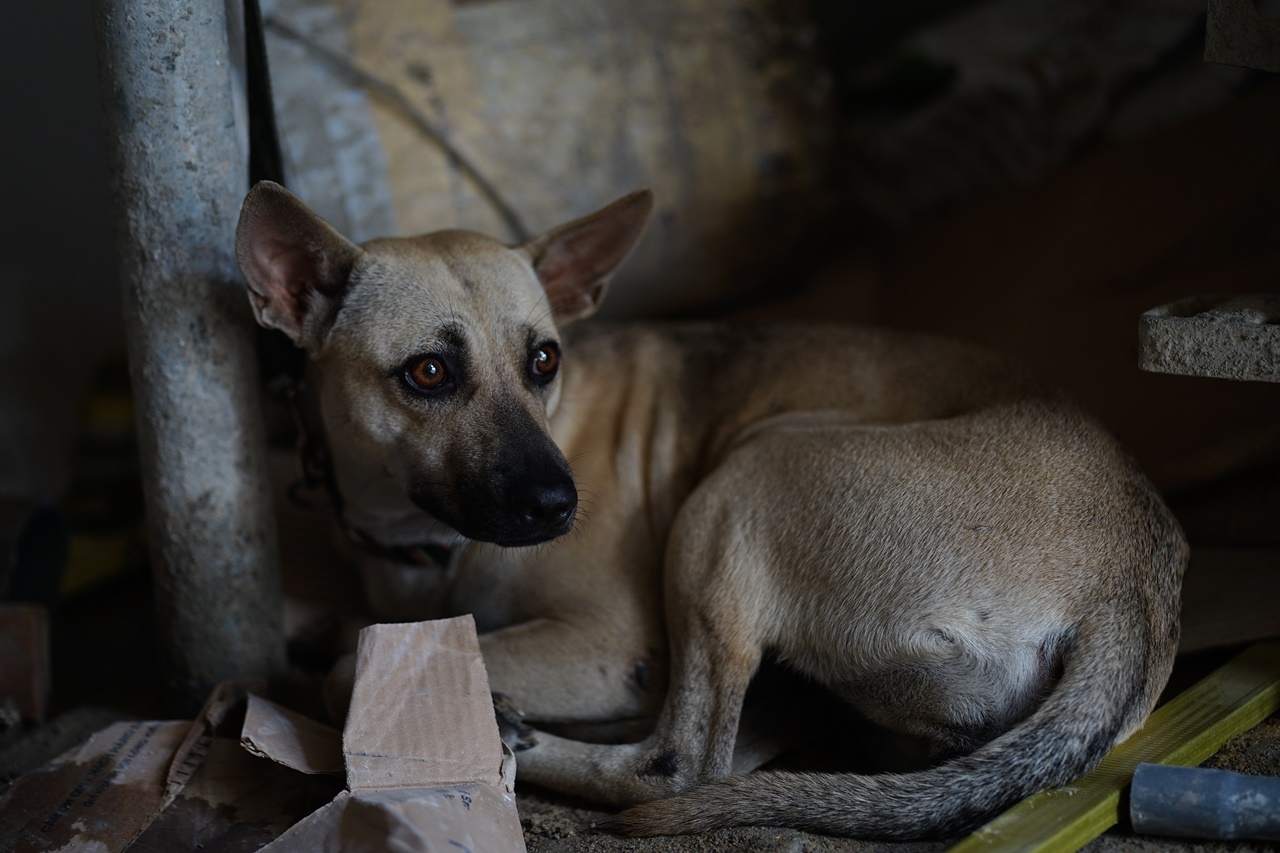 Phía sau bức ảnh người đàn ông lang thang cùng chú chó ở TP.HCM, xin việc hơn 30 công trình đều bị từ chối- Ảnh 8. Phía sau bức ảnh người đàn ông lang thang cùng chú chó ở TP.HCM, xin việc hơn 30 công trình đều bị từ chối- Ảnh 8.