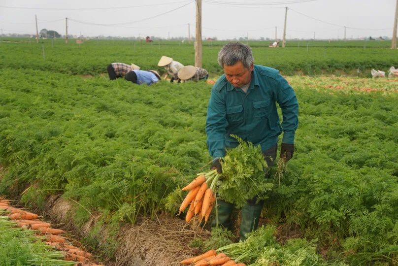 Kết nối nông sản vùng Đồng bằng sông Hồng, hướng tới thị trường tết Kết nối nông sản vùng Đồng bằng sông Hồng, hướng tới thị trường tết