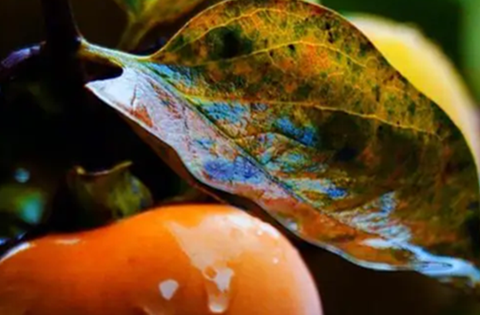 Loại lá xưa rụng đầy gốc không ai nhặt nay thành dược liệu quý bảo vệ tim mạch, giảm mỡ máu, làm mờ nếp nhăn…