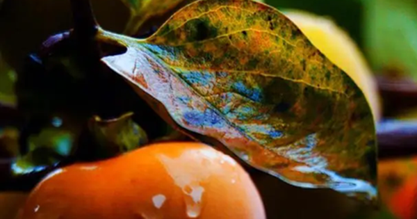 Loại lá xưa rụng đầy gốc không ai nhặt nay thành dược liệu quý bảo vệ tim mạch, giảm mỡ máu, làm mờ nếp nhăn…