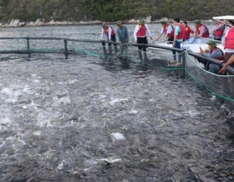 Hoàn thiện khung pháp lý để phát triển ngành thủy sản bền vững