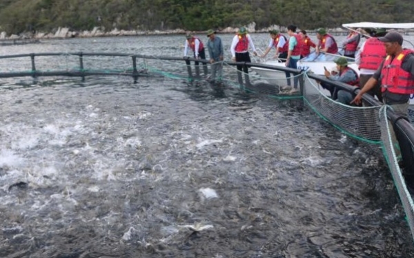 Hoàn thiện khung pháp lý để phát triển ngành thủy sản bền vững