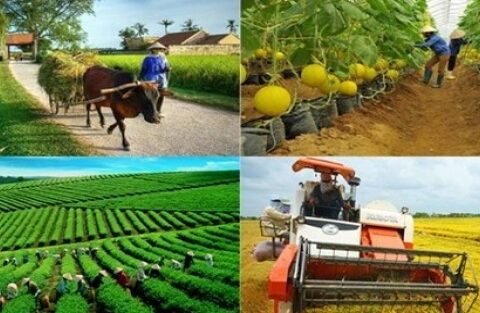 Ngành Nông nghiệp và Môi trường tiếp tục khẳng định vai trò trụ cột