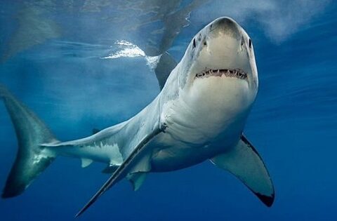 Một nhóm cổ phiếu kỳ vọng tạo “sóng” đầu năm 2026