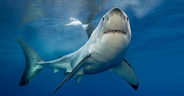 Một nhóm cổ phiếu kỳ vọng tạo “sóng” đầu năm 2026