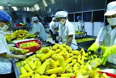 Ngành rau quả đặt mục tiêu chinh phục mốc 10 tỷ USD trong năm 2026