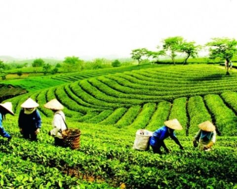 Giải phóng gần 500 container chè của Việt Nam bị kẹt tại cảng Karachi, Pakistan