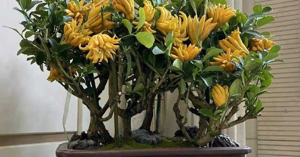 Nhà trồng 3 loại cây này chẳng khác rước “thần tài” vào nhà, gia chủ trăm sự cát lành, hút tài hút lộc