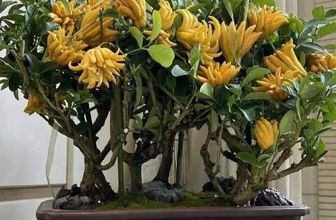 Nhà trồng 3 loại cây này chẳng khác rước “thần tài” vào nhà, gia chủ trăm sự cát lành, hút tài hút lộc