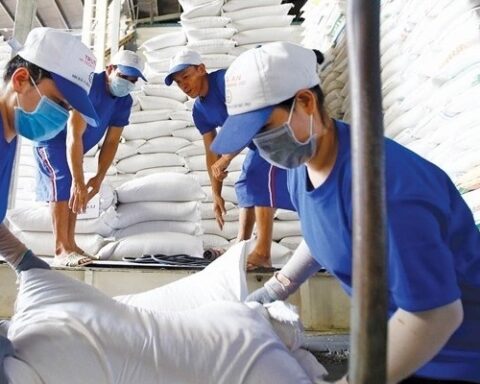 Dự báo giá gạo năm 2026 sẽ tiếp tục chịu áp lực giảm