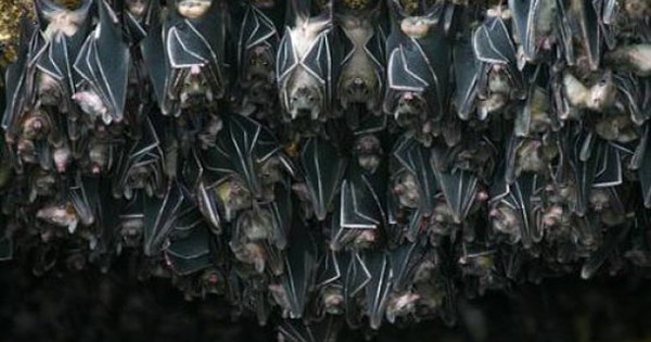 Cảnh báo: Tìm thấy loài dơi mang virus Nipah nhiều nhất ở nơi này – Có người chủ quan thường tới, ngủ lại