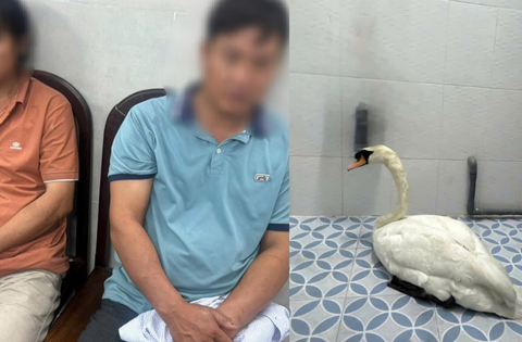 Đối tượng trộm thiên nga trắng ở Thảo Cầm Viên Sài Gòn khai gì?