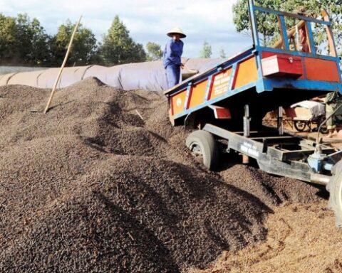 Nhiều tín hiệu hỗ trợ thị trường cà phê khởi sắc