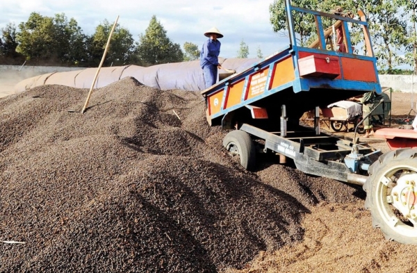 Nhiều tín hiệu hỗ trợ thị trường cà phê khởi sắc