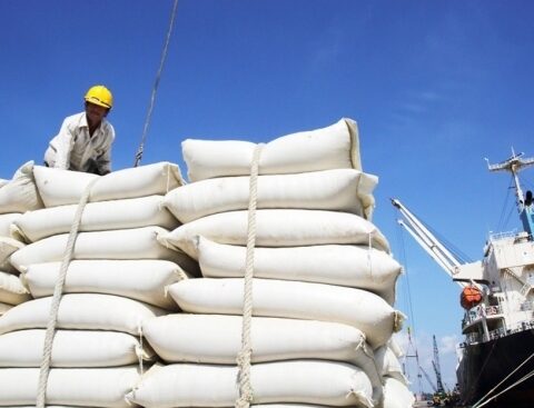 Tận dụng ưu đãi từ các hiệp định thương mại để khai mở thị trường xuất khẩu gạo
