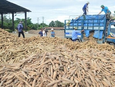 Thúc đẩy truy xuất nguồn gốc sắn, đáp ứng yêu cầu của thị trường quốc tế
