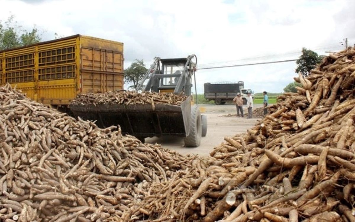 Thúc đẩy truy xuất nguồn gốc sắn, đáp ứng yêu cầu của thị trường quốc tế Thúc đẩy truy xuất nguồn gốc sắn, đáp ứng yêu cầu của thị trường quốc tế