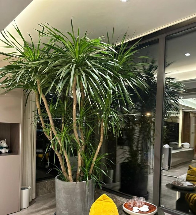 Nhà trồng 3 loại cây này chẳng khác rước Nhà trồng 3 loại cây này chẳng khác rước