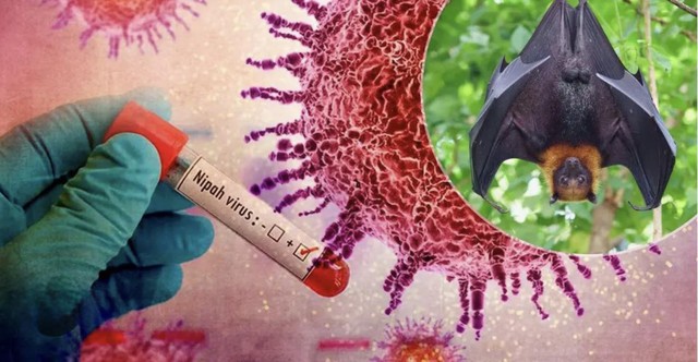 Cảnh báo: Tìm thấy loài dơi mang virus Nipah nhiều nhất ở nơi này - Có người chủ quan thường tới, ngủ lại- Ảnh 1. Cảnh báo: Tìm thấy loài dơi mang virus Nipah nhiều nhất ở nơi này - Có người chủ quan thường tới, ngủ lại- Ảnh 1.