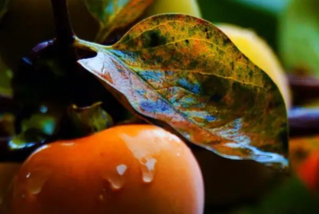 Loại lá xưa rụng đầy gốc không ai nhặt nay thành dược liệu quý bảo vệ tim mạch, giảm mỡ máu, làm mờ nếp nhăn...- Ảnh 1. Loại lá xưa rụng đầy gốc không ai nhặt nay thành dược liệu quý bảo vệ tim mạch, giảm mỡ máu, làm mờ nếp nhăn...- Ảnh 1.