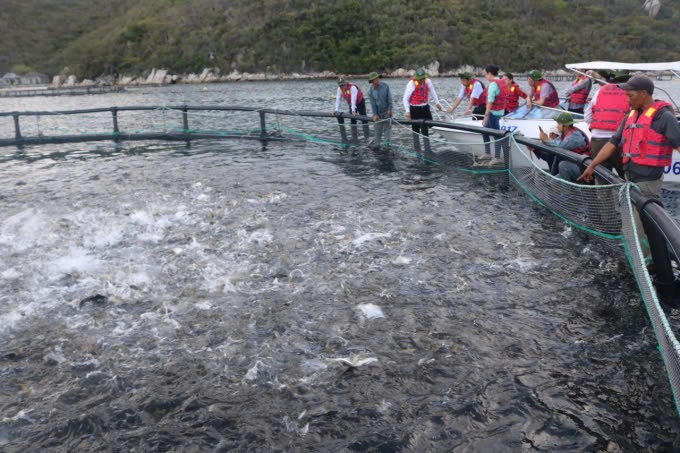 Hoàn thiện khung pháp lý thủy sản để phát triển bền vững Hoàn thiện khung pháp lý thủy sản để phát triển bền vững