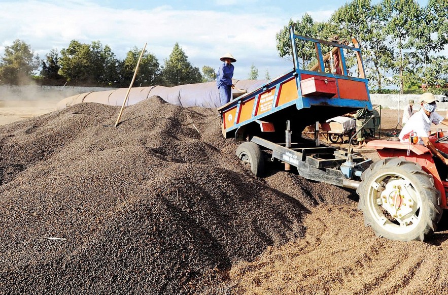 Nhiều tín hiệu hỗ trợ thị trường cà phê khởi sắc