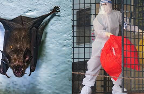 Sau Nipha, các chuyên gia lo ngại 2 loại virus đột biến mới có ‘tiềm năng gây đại dịch’, lây từ động vật sang người