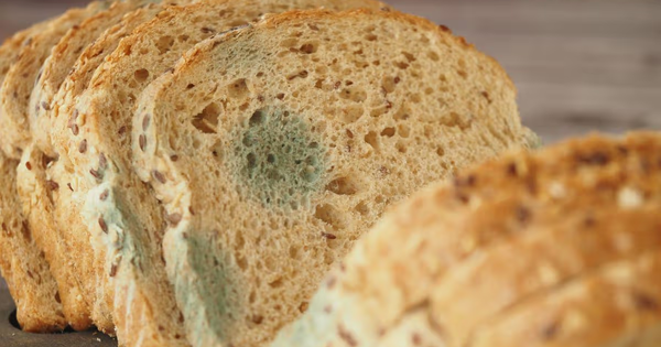 Ăn bánh mì mốc có sao không? 3 chuyên gia lên tiếng, câu trả lời khiến nhiều người rùng mình
