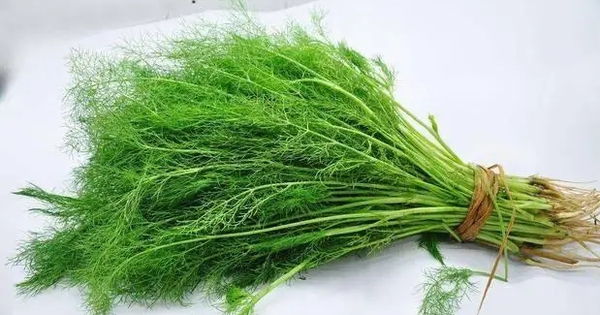 Rau thì là có gây suy thận? Các bác sĩ cảnh báo: Để tránh tổn thương thận, hãy ăn ít 3 loại rau này