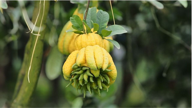 5 loại cây trồng trong nhà mang tới sung túc, may mắn năm 2026- Ảnh 2.