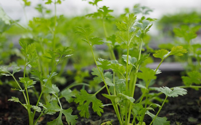 Rau mùi - loại rau gây chia rẽ nhất thế giới lại âm thầm mang 3 lợi ích sức khỏe khiến ai cũng bất ngờ - Ảnh 1.