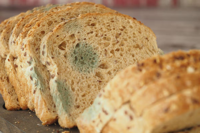 Ăn bánh mì mốc có sao không? 3 chuyên gia lên tiếng, câu trả lời khiến nhiều người rùng mình - Ảnh 1.