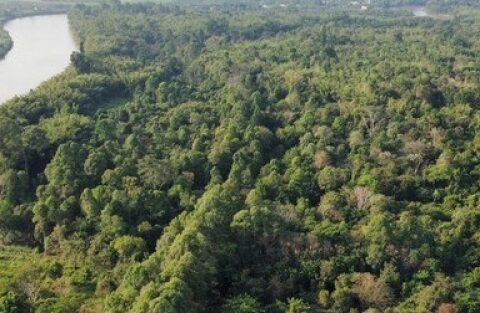 Bộ Nông nghiệp và Môi trường là cơ quan duy nhất cấp mã trong nước cho hạn ngạch phát thải và tín chỉ carbon