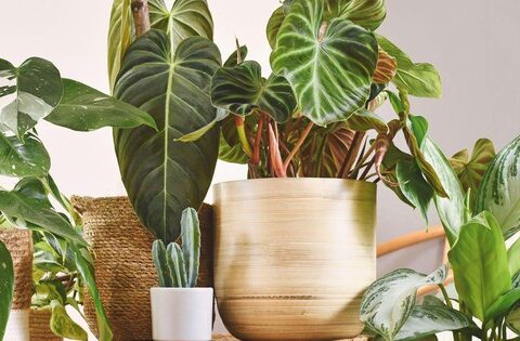 3 loại cây nên trồng trong nhà ngay mùa xuân này