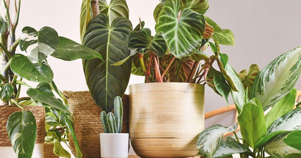 3 loại cây nên trồng trong nhà ngay mùa xuân này