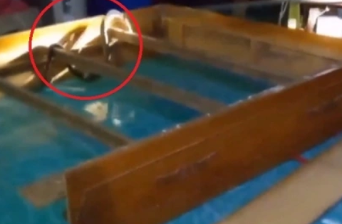 Nghe tiếng động lạ dưới gầm giường, chủ nhà “đứng tim” khi phát hiện ‘vị khách không mời’ khổng lồ