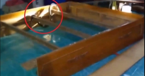 Nghe tiếng động lạ dưới gầm giường, chủ nhà “đứng tim” khi phát hiện ‘vị khách không mời’ khổng lồ