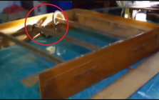 Nghe tiếng động lạ dưới gầm giường, chủ nhà 