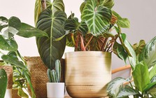 3 loại cây nên trồng trong nhà ngay mùa xuân này