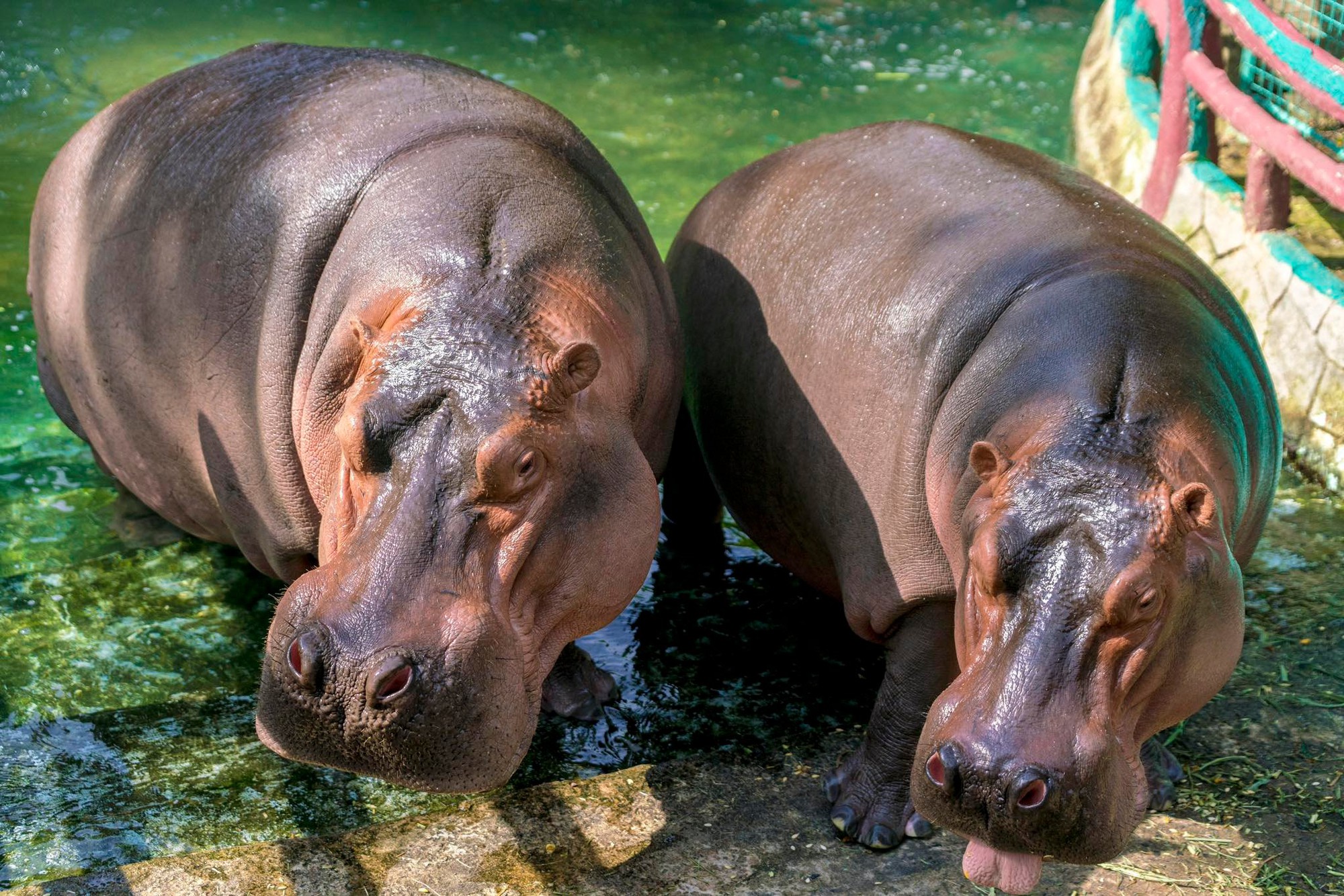 Khu du lịch Đại Nam của vợ chồng bà Nguyễn Phương Hằng từng gây chú ý với công trình quy tụ 800 cá thể quý hiếm với mô hình 