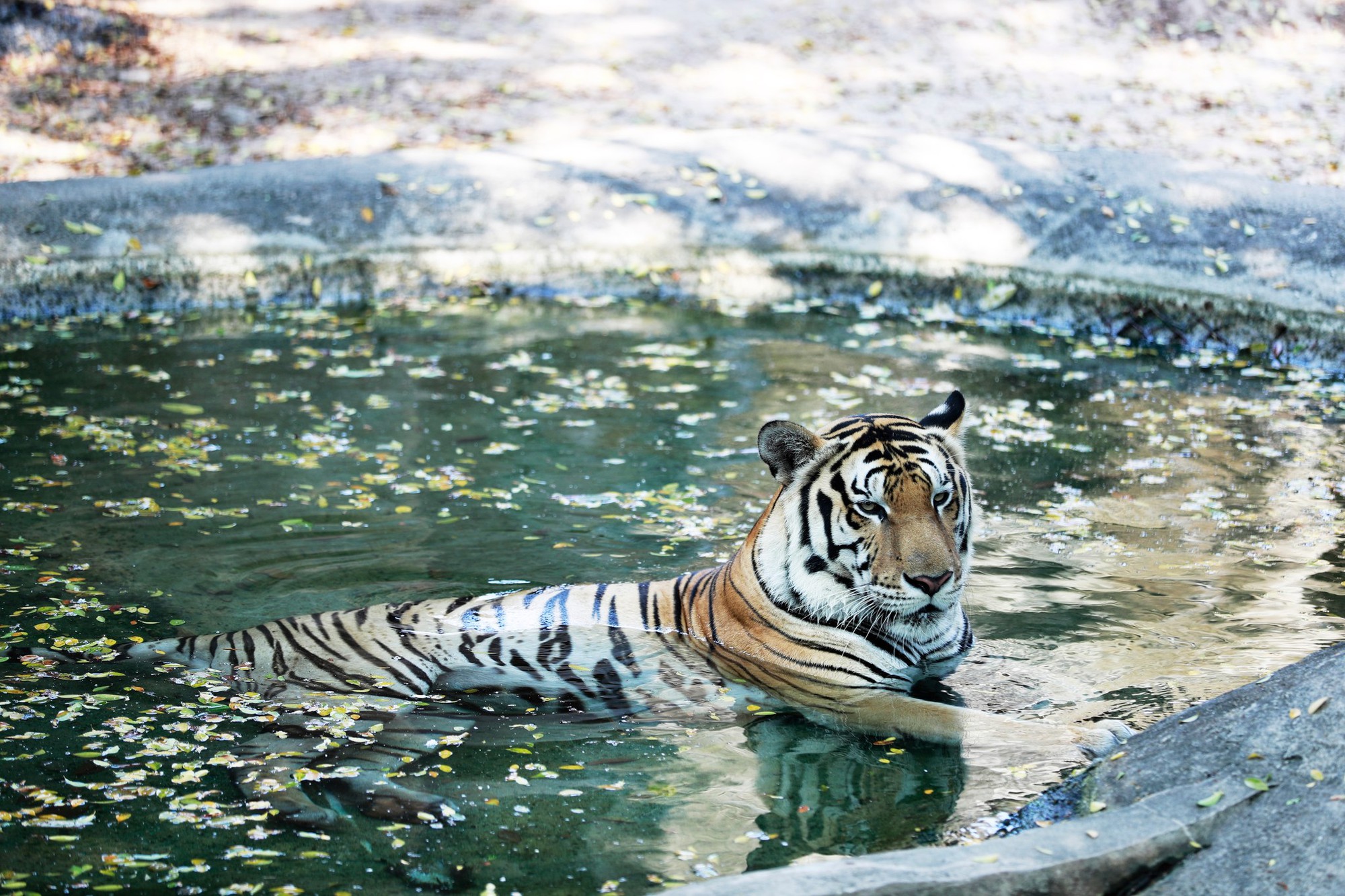 Khu du lịch Đại Nam của vợ chồng bà Nguyễn Phương Hằng từng gây chú ý với công trình quy tụ 800 cá thể quý hiếm với mô hình 