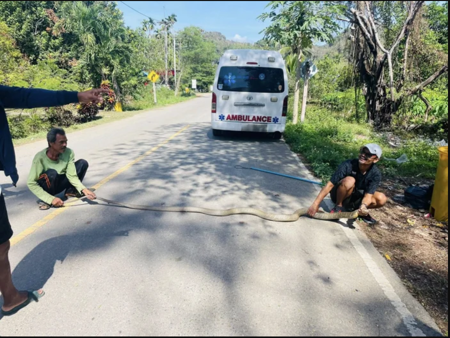 Nghe tiếng động lạ dưới gầm giường, chủ nhà 