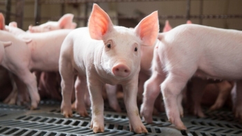 Ngày 13/3: Giá heo hơi tại một số tỉnh miền Bắc và miền Trung tăng