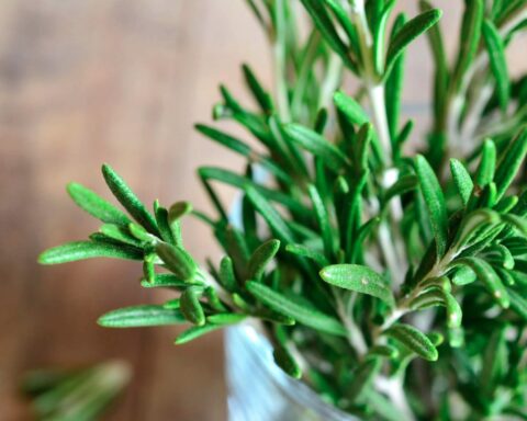 3 loại cây tuổi 40 rất cần