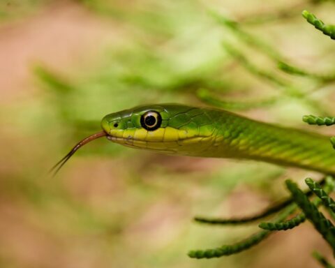 10 loại cây vô tình “gọi” rắn tới nhà