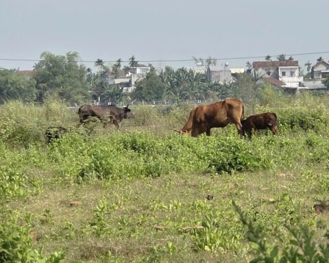 Công trình hơn 185 tỷ làm gần 1 thập kỷ không xong, thành nơi chăn thả bò