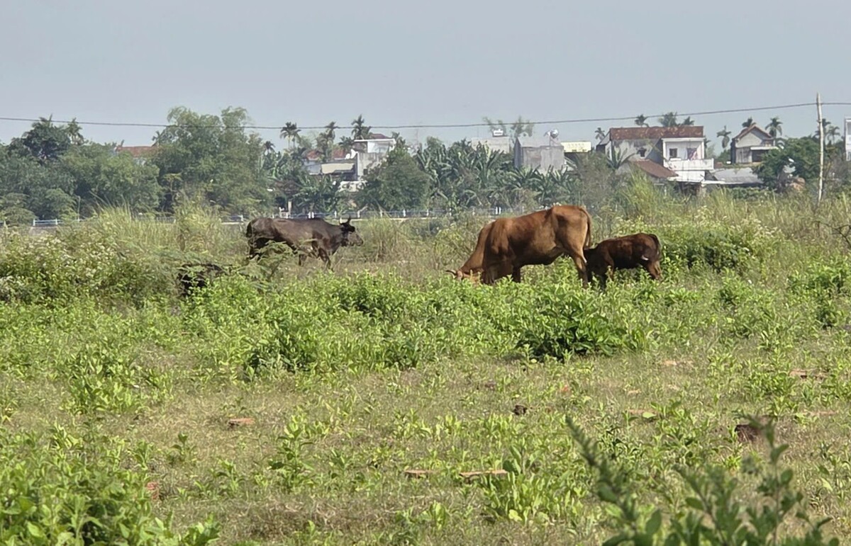 Công trình hơn 185 tỷ làm gần 1 thập kỷ không xong, thành nơi chăn thả bò