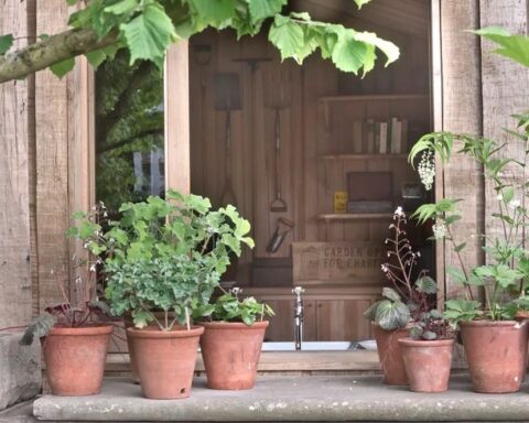 5 loại cây trồng trong chậu cực kỳ dễ sống – quên tưới cũng chẳng sao